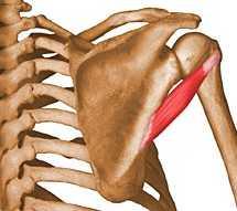 2- Teres minor Origin:- from the upper two thirds of the lateral border of the scapula Insertion:- the lower facet of the greter tuberosity of the humerus Nerve supply:- axillary nerve (C5,6)