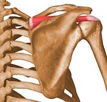 4. Supraspinatus Origin:- from the supraspinous fossa of the scapula Insertion:- the medial facet of the greater tuberosity of the humerus Nerve