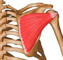 5- Infraspinatous Origin:- from the infraspinous fossa of the scapula Insertion :- the lower facet of the greater