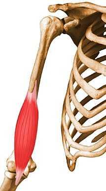 2- Brachialis Origin:- from the front of the lower half of the humerus Insertion:- the anterior surface of the