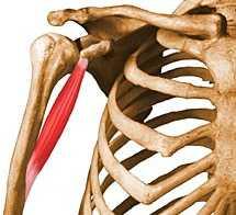 the elbow joint 3- Coracobrachialis Origin:- from the tip of the coracoid process Insertion:- the middle of the