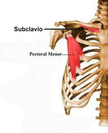 3- Subclavius Origin:- from the first costal cartilage Insertion:- groove on inferior surface of clavicle