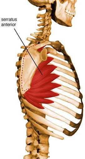 4- Serratus anterior Origin:- from the outer surfaces of the upper eight ribs Insertion:- the medial border of the scapula.