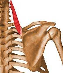 3- Levator scapula Origin:- transverse processes of upper four cervical vertebrae Insertion:- the medial border of the scapula, from superior angle to root of its spine