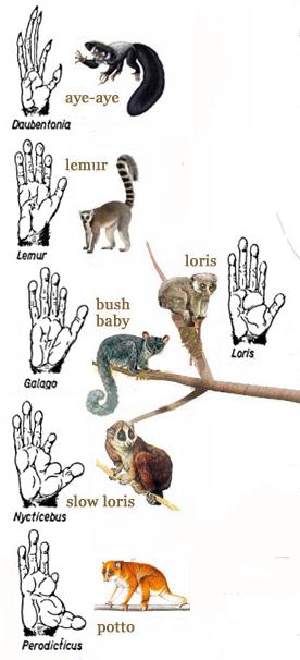 The World of Primates From mouse lemurs to gorillas, the Primates are an extremely diverse and successful Order of mammals.