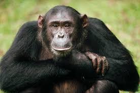 3. Apes have a more upright body posture than monkeys, and use bipedal locomotion (upright walking) more comfortably and with greater frequency than monkeys. 4. Apes have longer arms than legs. 5.