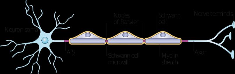 Typical morphology of a neuron dendrites