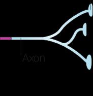 myelin Axon terminals (pre-synaptic site)