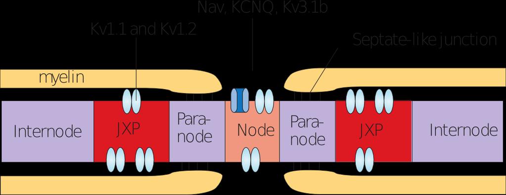 The node of Ranvier in axons Hot
