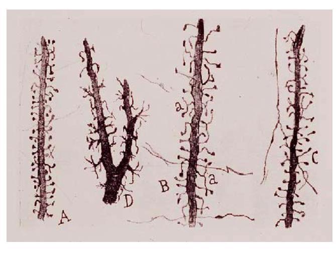 An example: The layer 5 cortical pyramidal cell (the psychic cell by Cajal) Dendrites with spines Spiny neurons Dendritic spines Typical