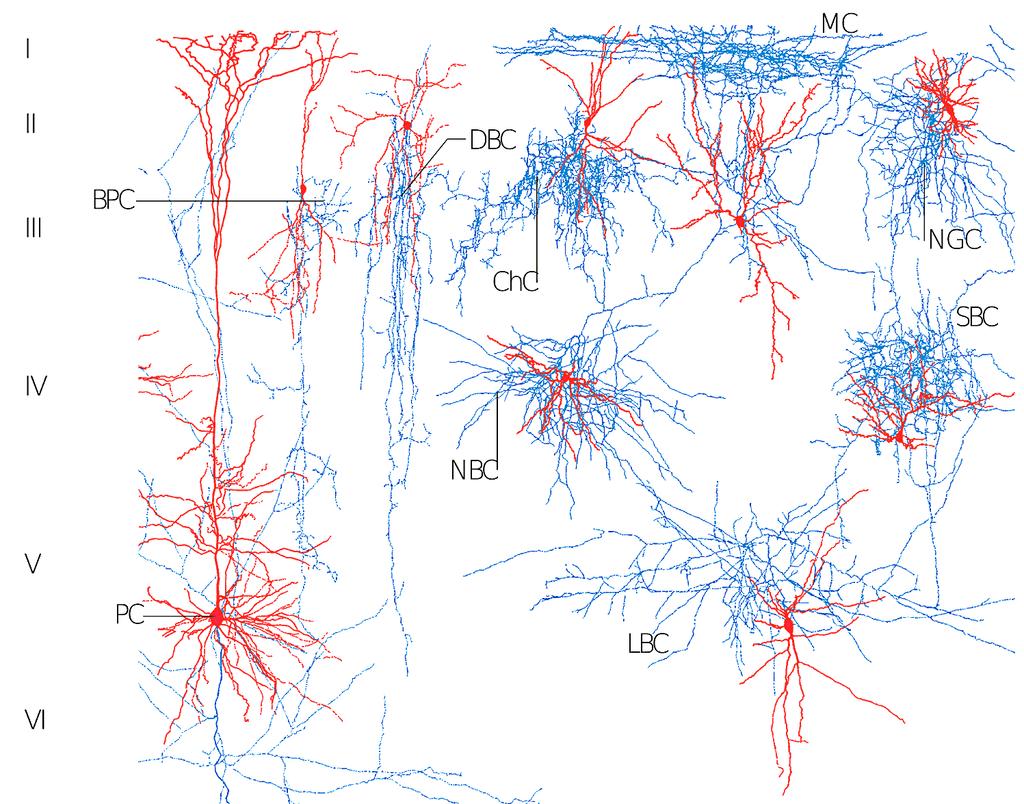 Microcircuit of the Neocortex Principal neurons (excitatory) - axon projects to other brain regions Interneurons