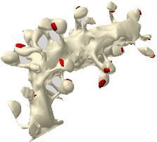 excitatory synapse Spine: cell