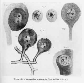 Historical perspective for brain ingredients Key players 1665 First use of simple microscope to view living cells (Robert Hooke) 1839 Cell theory (Theodor Schwann) but is it true for the brain?