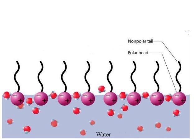 8 Surfactant Molecule The surfactant molecule consists of hydrophilic head (water loving/soluble) and hydrophobic tail (water fearing/insoluble) The hydrophobic tail is usually equivalent of 8 to 18