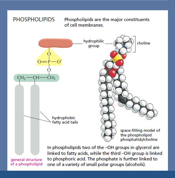 phospholipids Panel