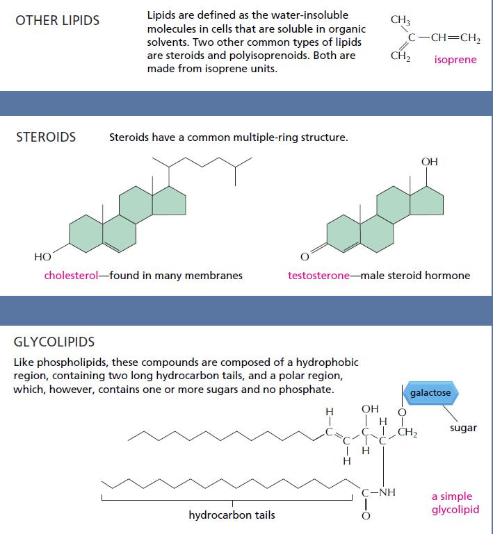 other lipids Panel 2-5 Molecular