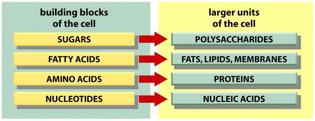 Four main types of small organic molecules: sugars fatty acids (lipids) amino acids