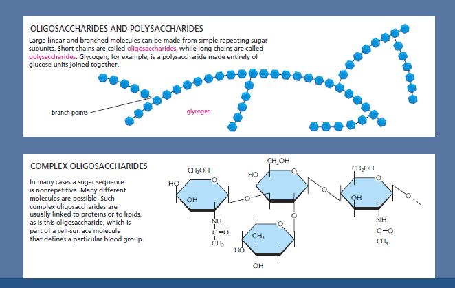 oligosaccharides, polysaccharides Panel 2-4