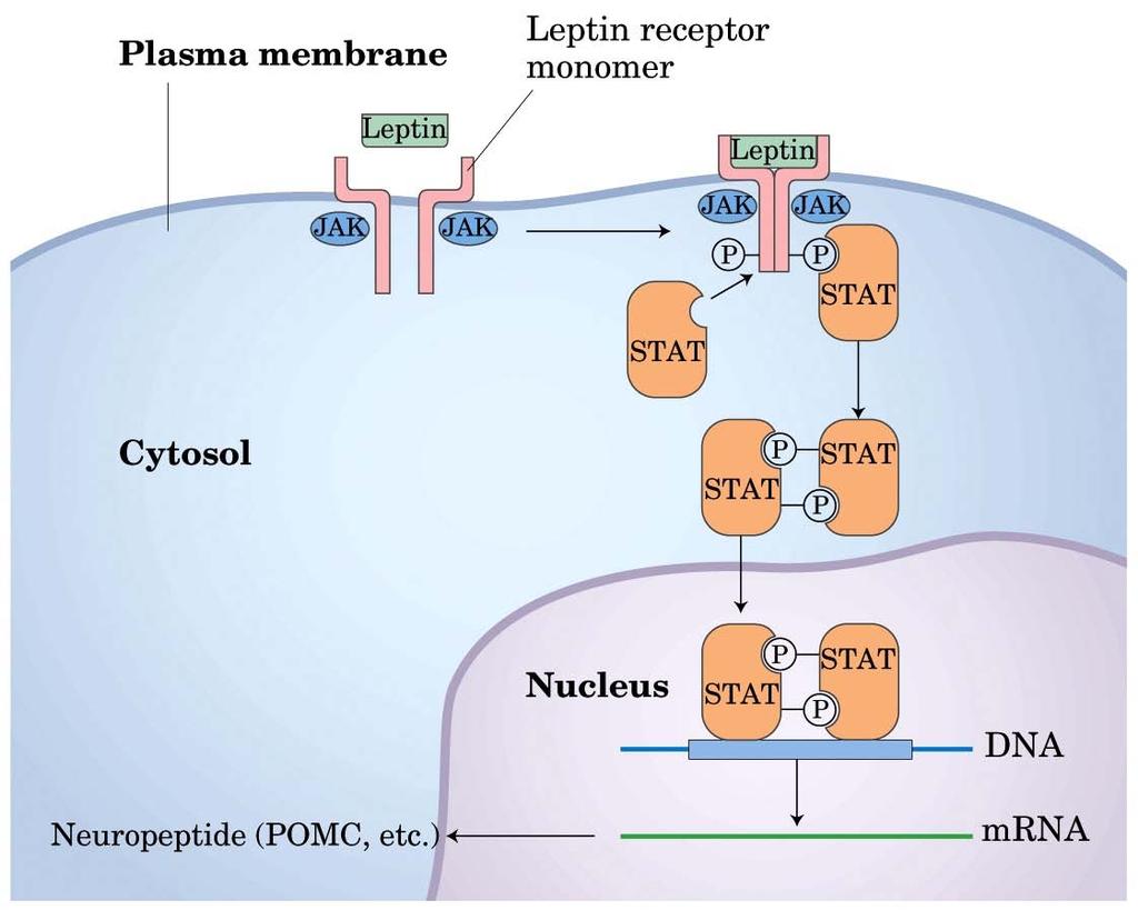 Leptin signaling occurs via the JAK-STAT pathway 1. leptin binding & receptor dimerization 2. phosphorylation of ligand occupied receptor by Janus kinase (JAK) on specific Tyr residues 3.