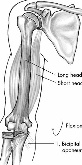 , for the study of human anatomy Wheeless Textbook of Orthopaedics www.wheelessonline.