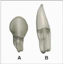 Conical teeth 25+ species Porpoise Family Phoceonidae Generally