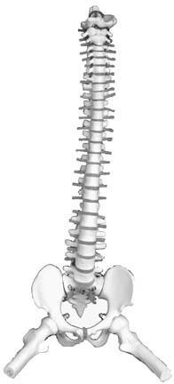 2. On the spine image below, label the three vertebral regions: cervical (seven bones), thoracic (twelve bones), and lumbar (five bones). Also label the sacrum and coccyx. 3.