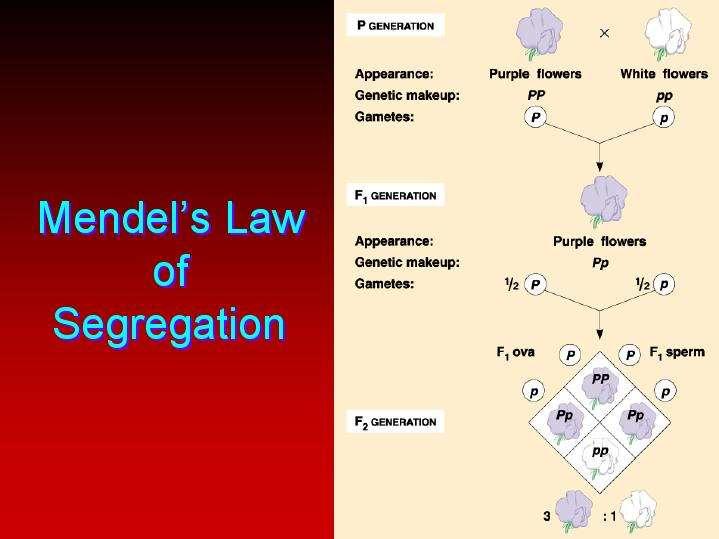 The Law of Segregation Mendel s first law of heredity Every individual has two alleles of each gene and when