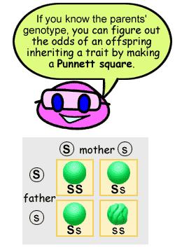 Punnett Squares 1905, Reginald Punnet, English biologist created a shorthand way of finding EXPECTED