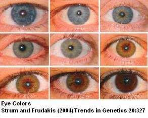 Eye Color Polygenic & Multiple