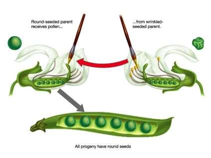The Peas Mate Pollination is the transfer of pollen grains from a male reproductive organ to a female productive organ Both male and female organs are close together in the same pea