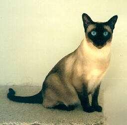 expression In Siamese cats and arctic foxes, temperature has an effect on coat color Leaves