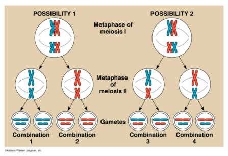Genetic Variation Crossing over during meiosis provides variability How many different kinds of gametes can a pea plant produce?