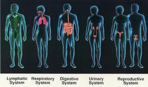 MAJOR BODY SYSTEMS There are 11 major body systems: