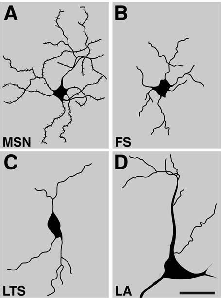 Microanatomy of the striatum: cell types Projection neurons: MSN: medium spiny neuron (GABA) striatonigral projecting direct pathway striatopallidal projecting indirect pathway Interneurons: FS: