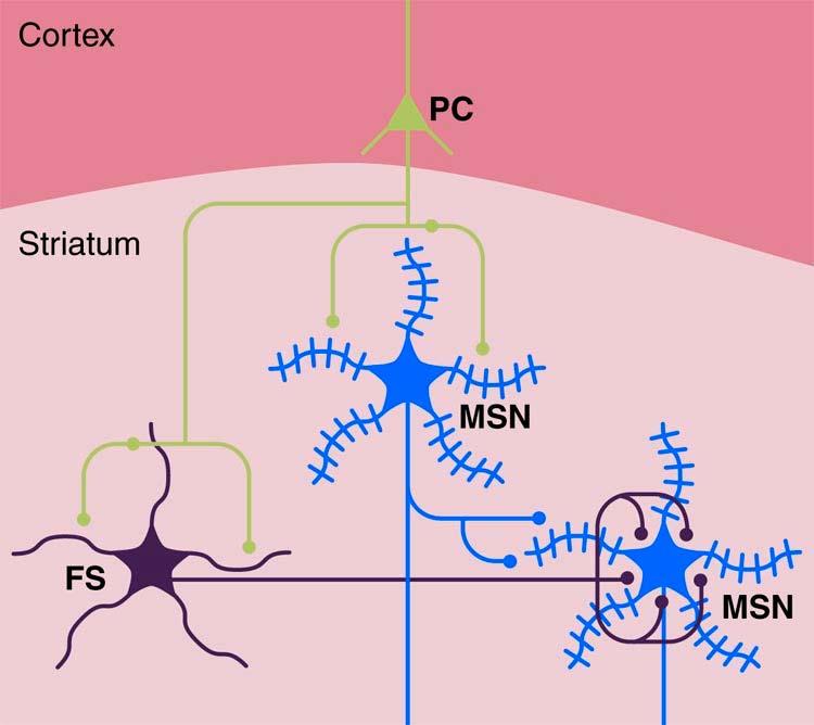 Microanatomy of the striatum: striatal microcircuits Feedforward inhibition (mediated