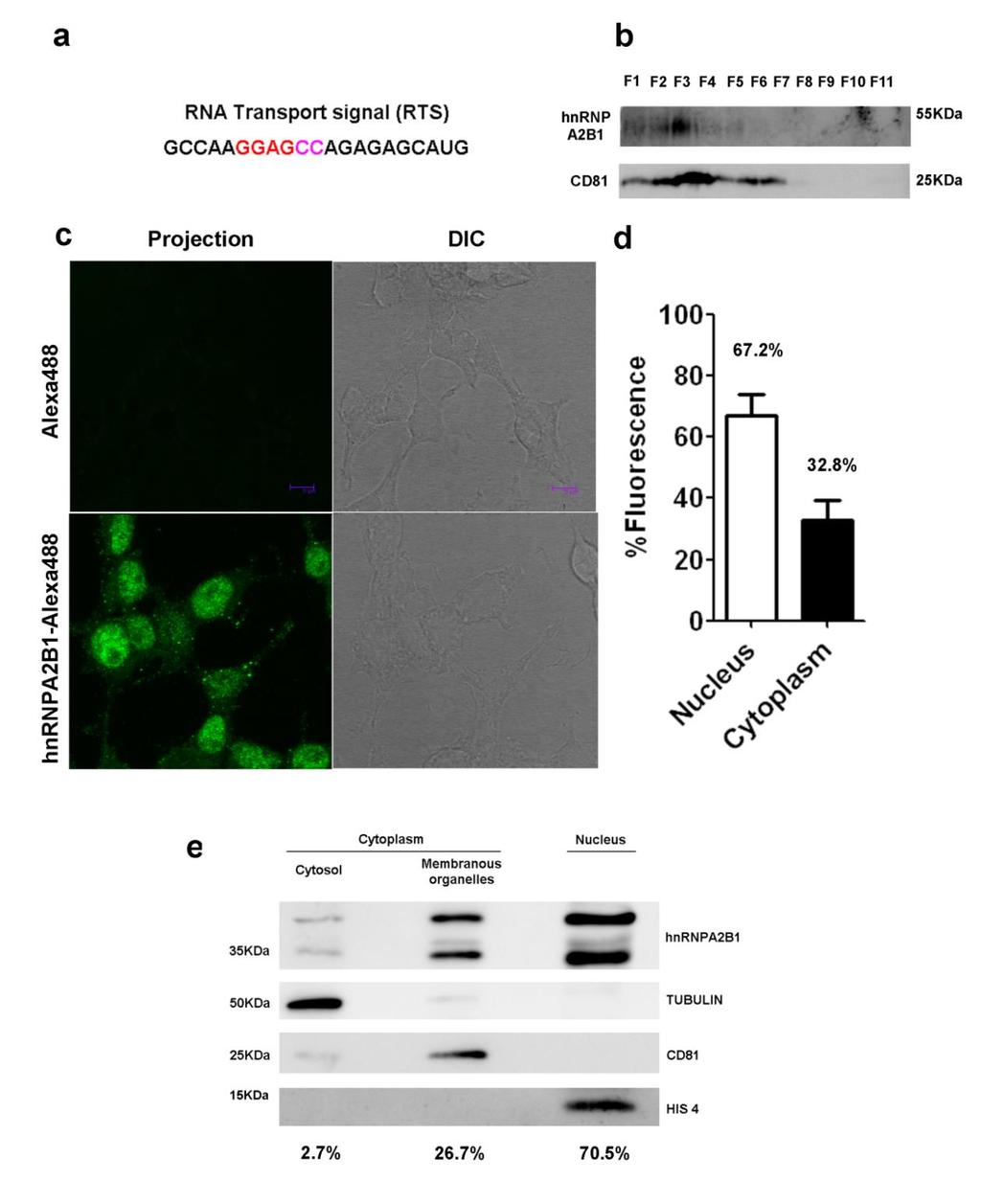 Supplementary Figure S4. HnRNPA2B1 presence in exosomes (a) RNA transport signal sequence (RTS) (b) Western blot showing hnrnpa2b1 and CD81 enrichment in sucrose fraction 3.