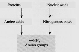 Ammonia toxicity is a problem for terrestrial animals Ammonia does not readily diffuse away into the air. The strategy of terrestrial animals is to detoxify it then get rid of (excrete) it.