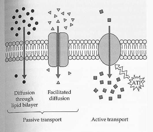 Ways molecules get across membranes Passive transport: Diffusion Works for lipid soluble molecules and gases
