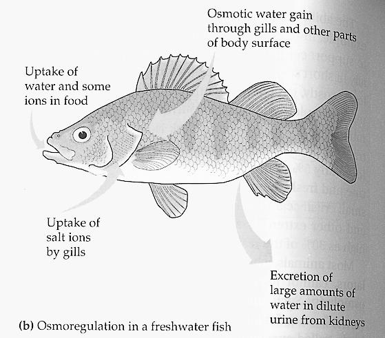 Marine fishes Problem: lower internal osmolarity than seawater Water will leave body, sea salts will go in Solution: Fish drink large amounts of seawater, then transport out ions (, Cl - ) at their