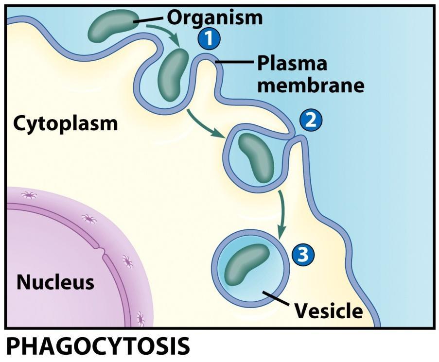 Forms of Endocytosis Phagocytosis