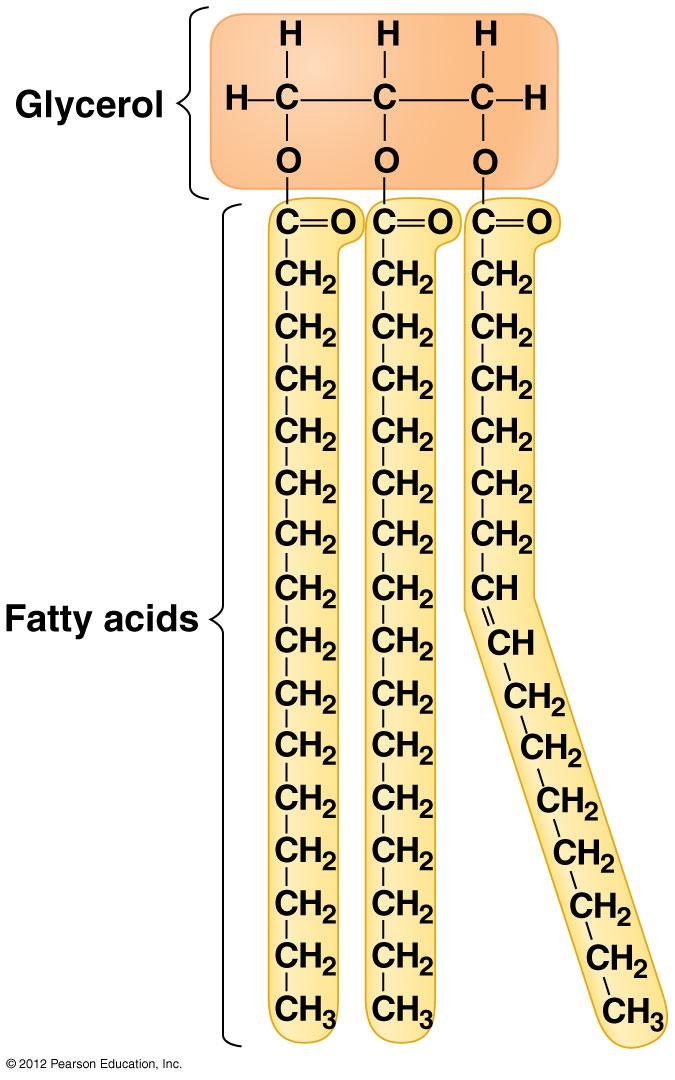 Fats/ Glycerol