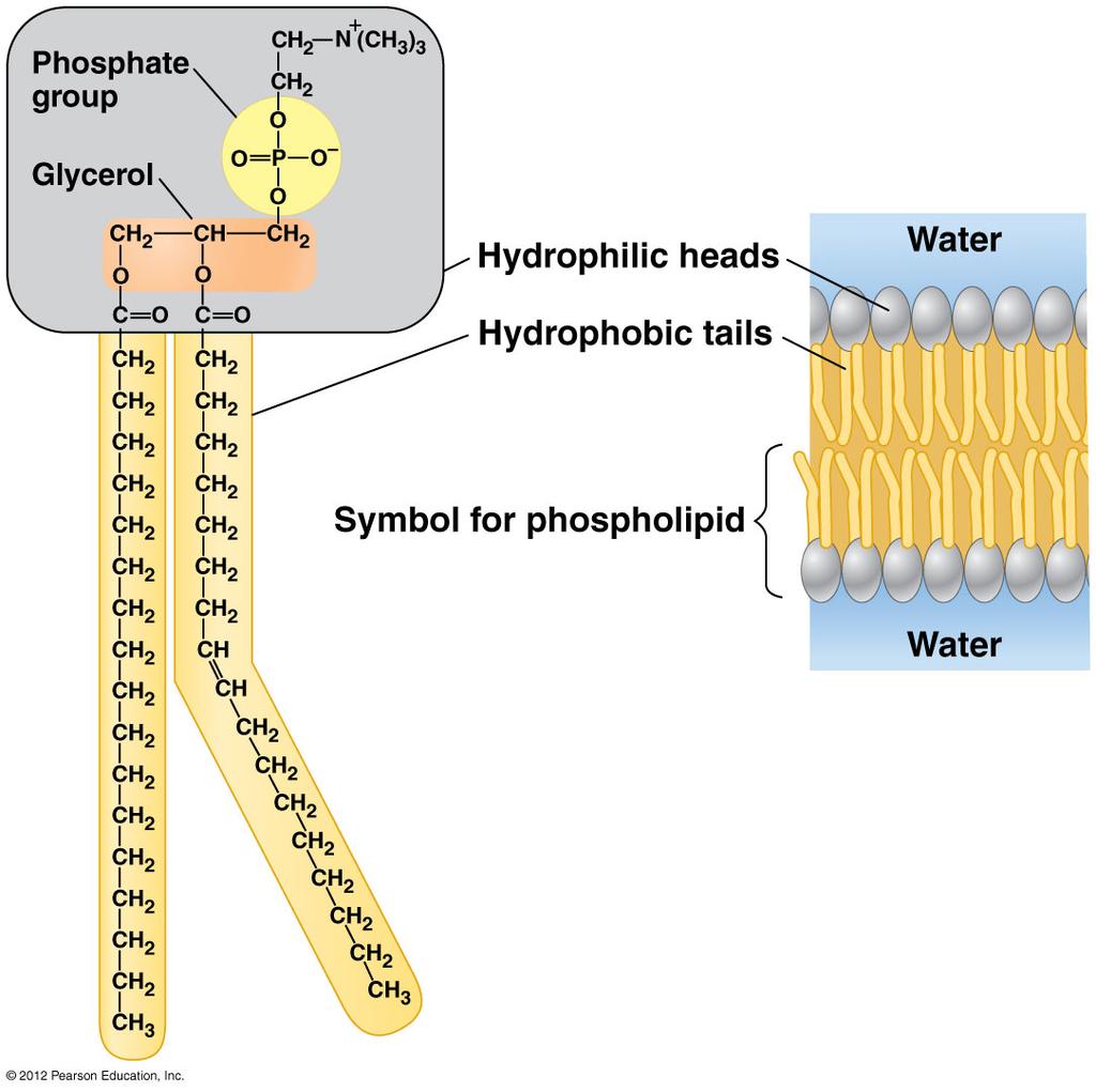 Phospholipids/ lipid with a phosphate group Ø Phospholipids make a