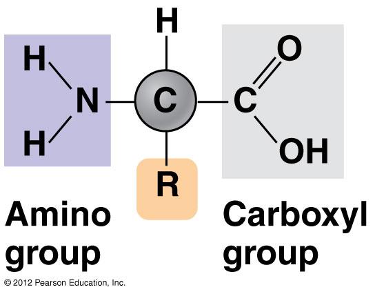 Monomers of Proteins: Amino Acids