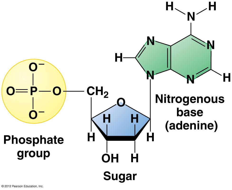 The Monomers of Nucleic Acids: Nucleotides Nitrogenous bases: Adenine