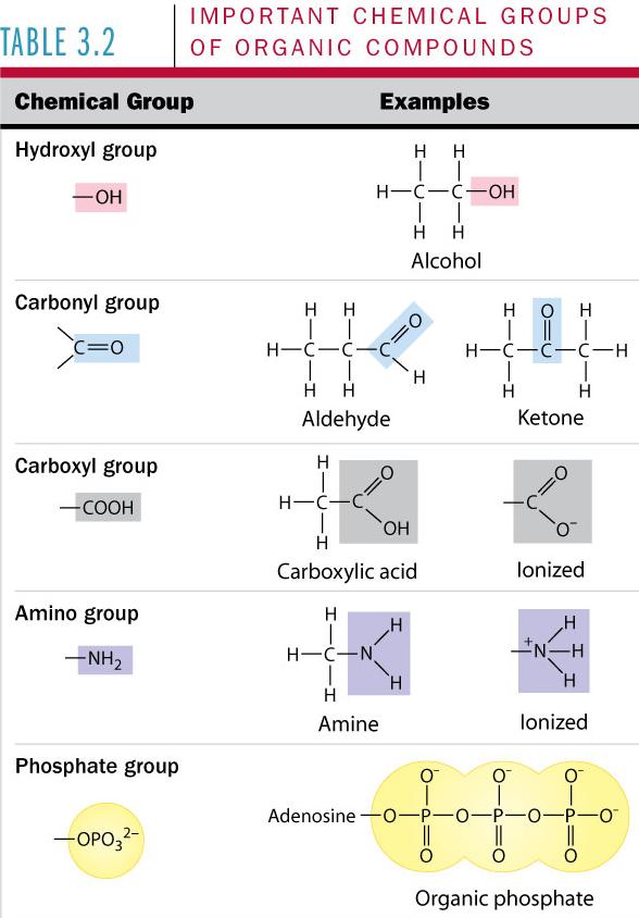 Functional Groups An atom or group of atoms that is attached to the carbon