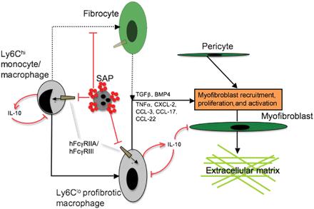 Role of Macrophages in Fibrosis