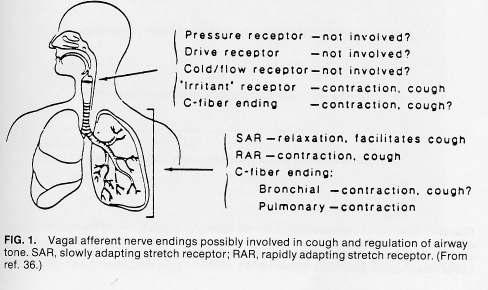 Slika 1. Možni receptorji za kašelj v dihalih (iz: Braga PC, Allegra L.: Cough. Physiology of cough. 3-25.