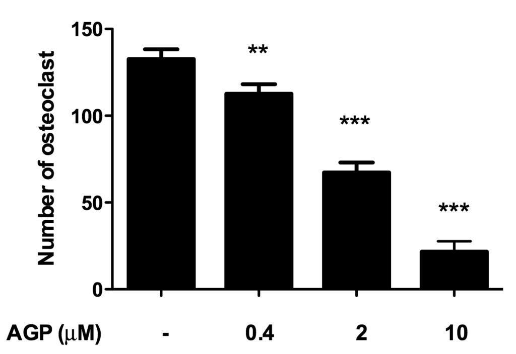 Y.Q. Ren and Y.B. Zhou 15958 concentrations, the number of TRAP-positive osteoclasts was significantly decreased by AGP treatment in a dose-dependent manner (Figure 2). Figure 1.