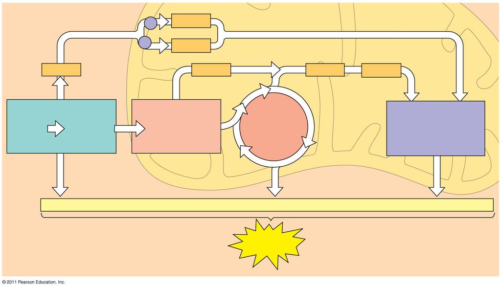 An Accounting of Production by Cellular Respiration During cellular respiration, most energy flows in this sequence: glucose NADH electron transport chain proton-motive force About 34% of the energy