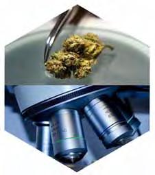 Hemp, Cannabis, & Cannabinoids, Laboratory R&D, Method